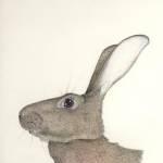 Young Hare Giglee Print 14x11ins 145